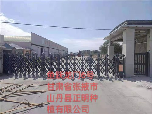 甘肅省張掖市（shì）山丹縣正明種植有限公司